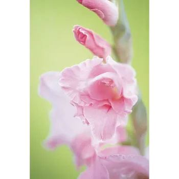 Fresh Gladiolus Flower
